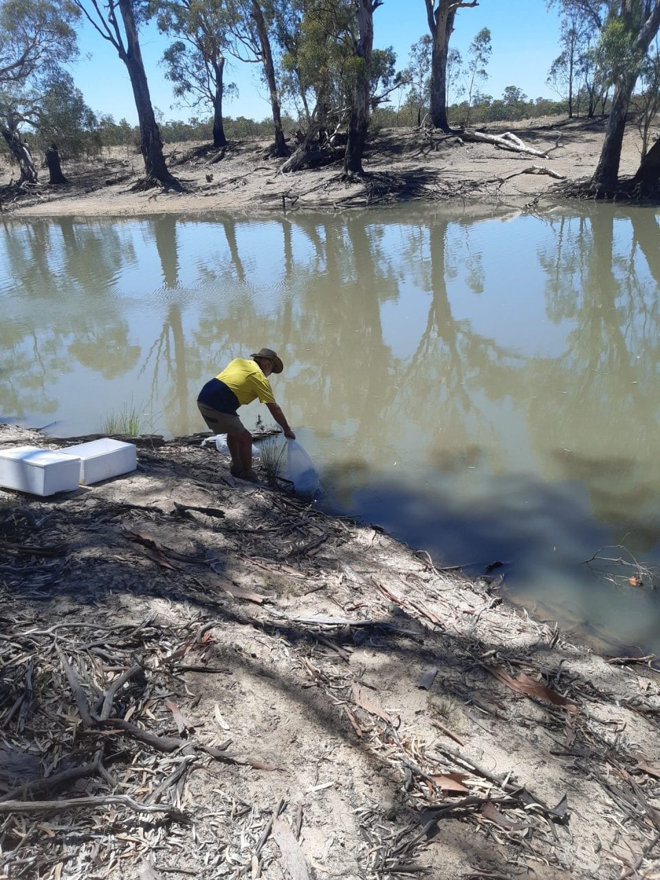 Fish Restocking Fish restocking project by Men's Shed members - Australian Men's Shed ...