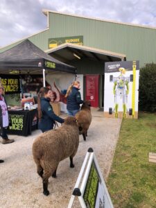 Mudgee field day sheep