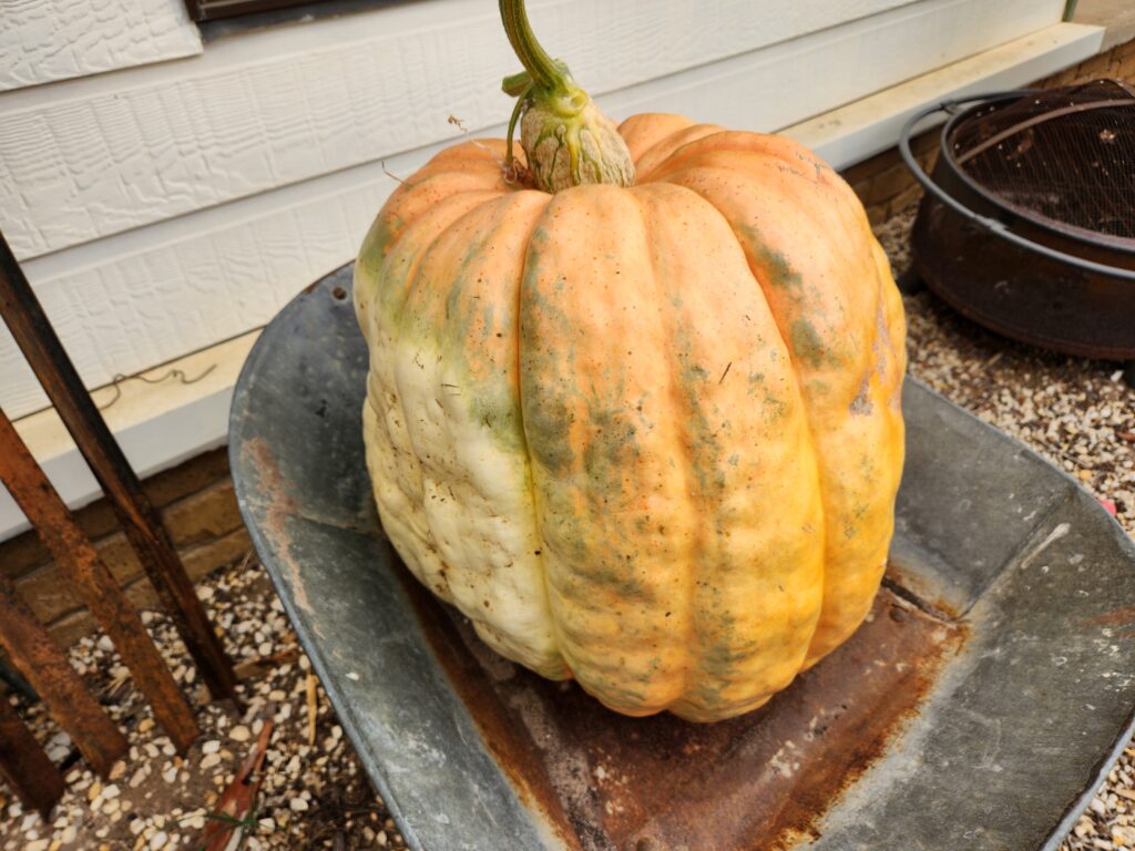 a huge pumpkin 2 feet wide